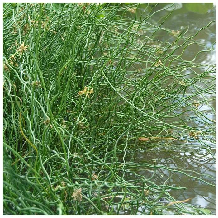 20-30cm Juncus 'Spiralis' | 17cm Pot - Image 3