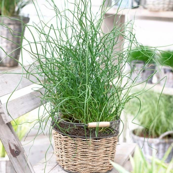20-30cm Juncus 'Spiralis' | 17cm Pot