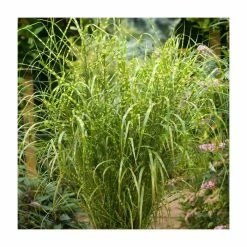 25-30cm Miscanthus 'Gold Breeze' | 17cm Pot